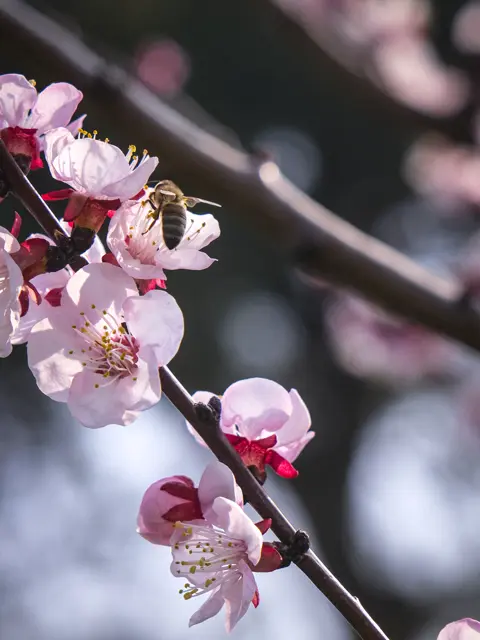 Pink blossoms on a branch